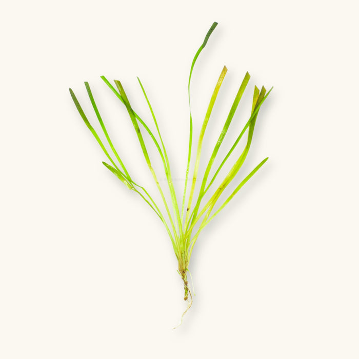An Italian Vallisneria (Vallisneria spiralis) plant with roots exposed for use in blackwater aquariums, photographed against a natural background at Betta Botanicals.