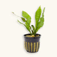 Java Fern (Microsorum pteropus) in pot with green wavy leaves, photographed on a natural background for blackwater aquarium use at Betta Botanicals.