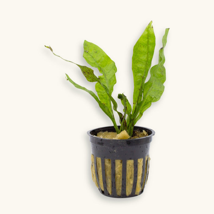 Java Fern (Microsorum pteropus) in pot with green wavy leaves, photographed on a natural background for blackwater aquarium use at Betta Botanicals.