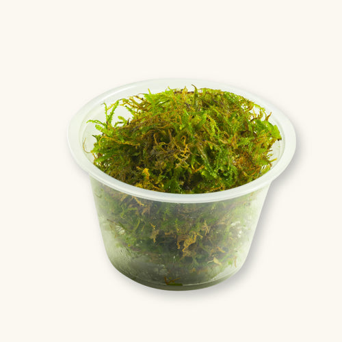 Java Moss portion commonly used in Southeast Asian-inspired blackwater aquariums, photographed against a natural background at Betta Botanicals.