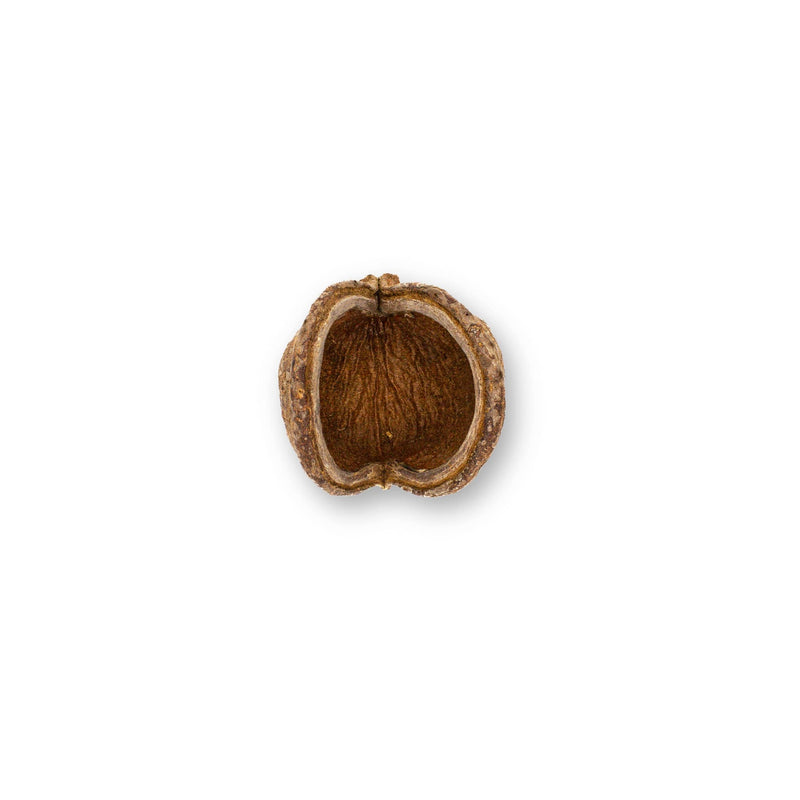 A single brown clamshell shaped sterculia pod for blackwater aquariums and bioactive vivariums at Betta Botanicals.