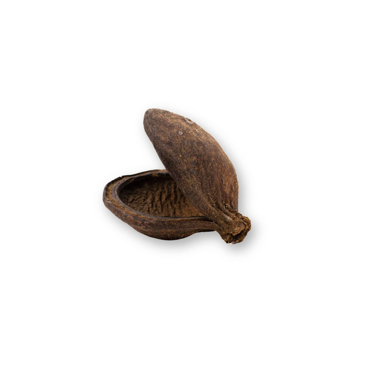 Side profile showing the clamshell shape and rough interior of a sterculia pod, photographed on a white background for blackwater aquarium use at Betta Botanicals.