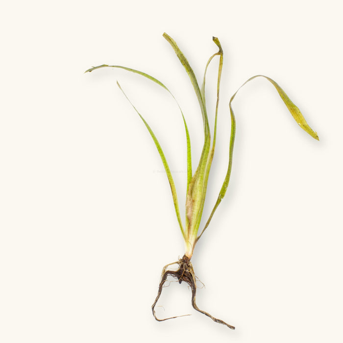 Jungle Vallisneria with exposed roots for use in blackwater aquariums, photographed on a natural background for Betta Botanicals.