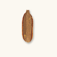 Single Kielmeyera lathrophyton seed pod for vivarium and shrimp tank setups, displayed on a natural background at Betta Botanicals.