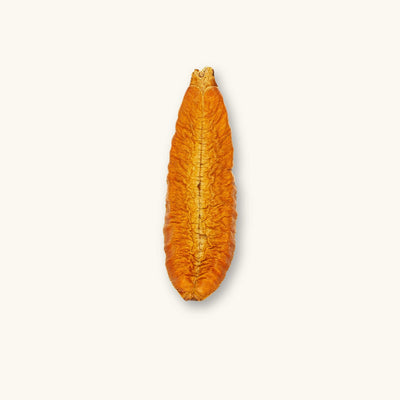 Kielmeyera lathrophyton botanical pod with textured surface, suitable for blackwater aquariums and dart frog enclosures, shown against a natural background at Betta Botanicals.