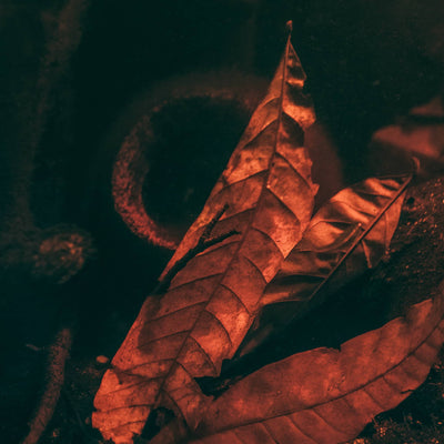 Brown and tan longan leaf litter sits atop a blackwater aquarium substrate at Betta Botanicals.