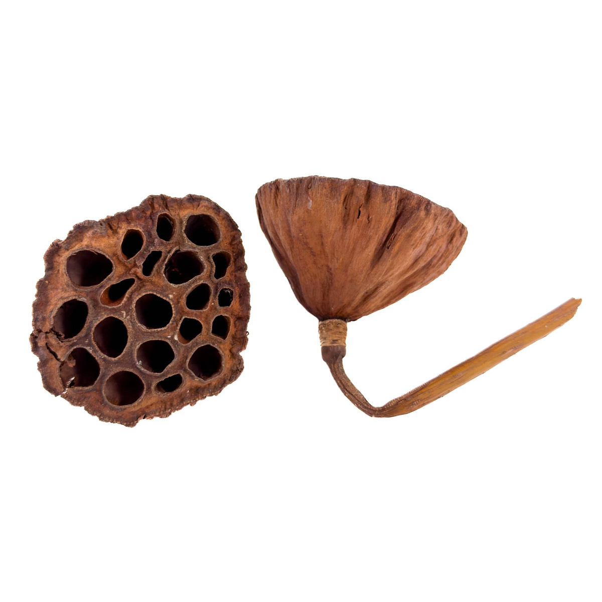 A dried pair of Lotus pods, showcasing their intricate natural design, ideal for botanical method aquariums and bioactive enclosures from Betta Botanicals.