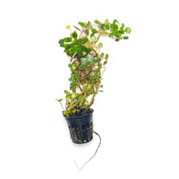 A potted portion of Water Mosaic plant for outdoor ponds and summer tubs at Betta Botanicals.