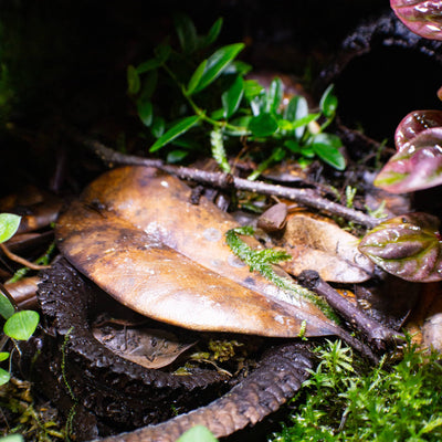 A magnolia leaf in a bioactive enclosure with moss and plants at Betta Botanicals.