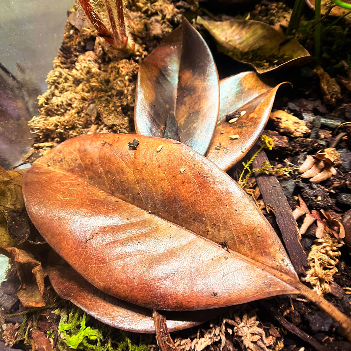 Brown southern magnolia leaf litter in a bioactive enclosure for crested geckos.