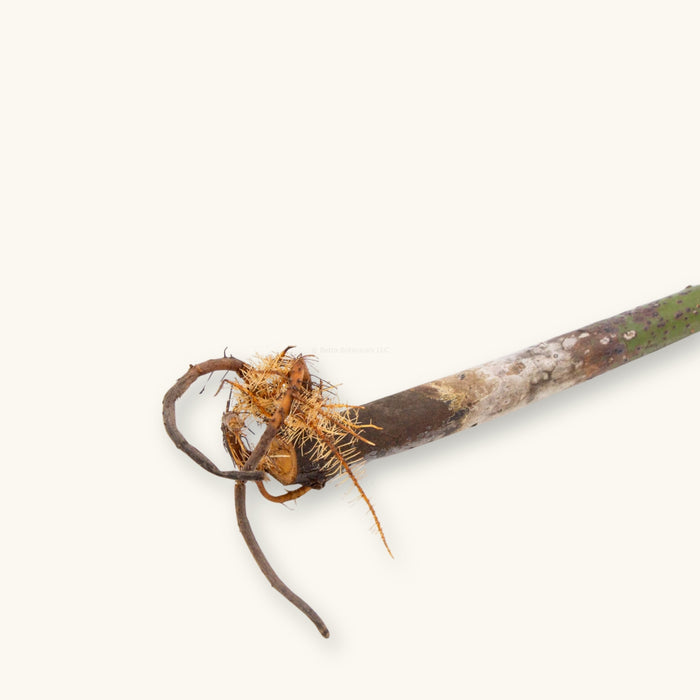 Mangrove propagule with visible root growth for blackwater aquariums, photographed on a natural background at Betta Botanicals.