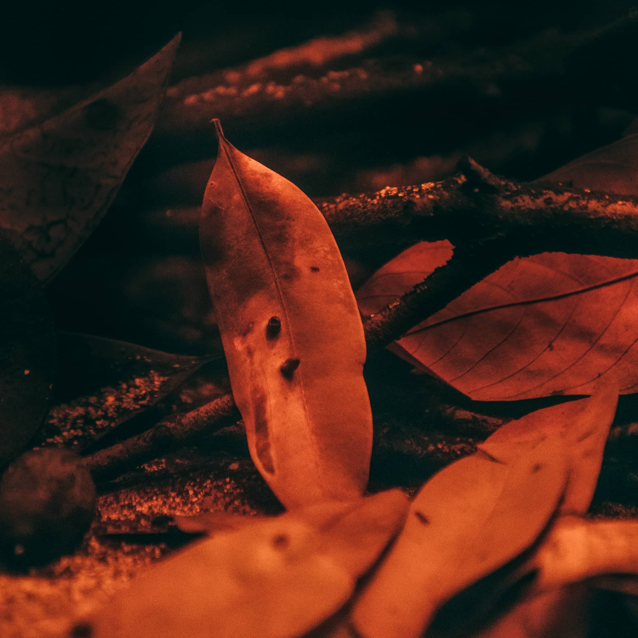 A brown and tan Marupa leaf sits atop the substrate of a blackwater aquarium at Betta Botanicals.