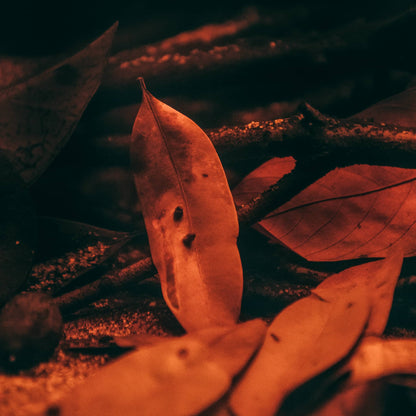 A brown and tan Marupa leaf sits atop the substrate of a blackwater aquarium at Betta Botanicals.