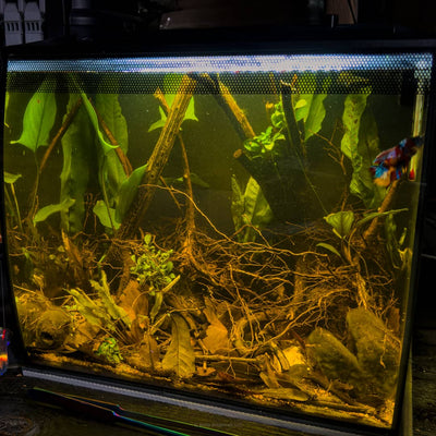 A betta fish aquarium with live plants and tangled melastoma roots at Betta Botanicals.