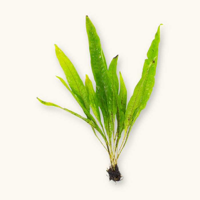 Microsorum pteropus (Java Fern) with exposed roots, prepared for blackwater aquariums, photographed on a natural background at Betta Botanicals.