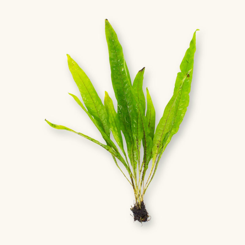Microsorum pteropus (Java Fern) with exposed roots, prepared for blackwater aquariums, photographed on a natural background at Betta Botanicals.