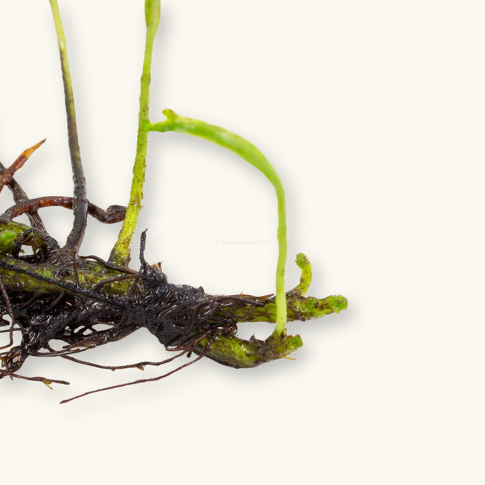 Microsorum pteropus ‘Trident’ with exposed roots, photographed on a natural background for blackwater aquarium use at Betta Botanicals.