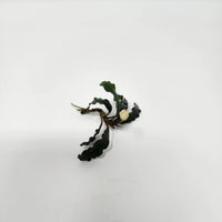Single Bucephalandra sprig with narrow, ruffled dark green leaves and a visible white bud, displayed on a white background for Botanical Method Aquarium use at Betta Botanicals.