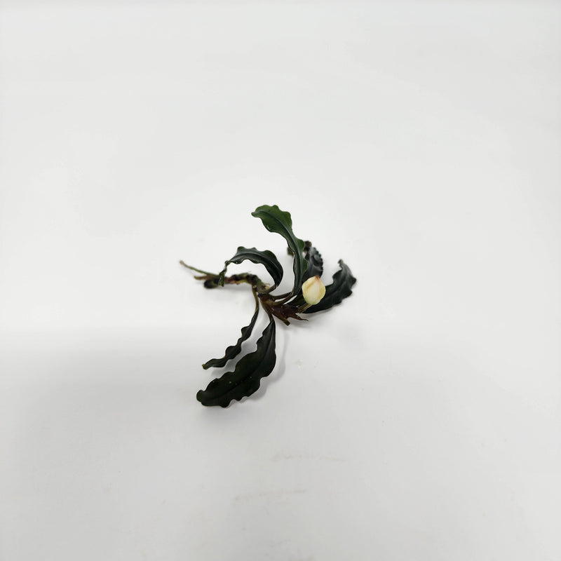 Single Bucephalandra sprig with narrow, ruffled dark green leaves and a visible white bud, displayed on a white background for Botanical Method Aquarium use at Betta Botanicals.