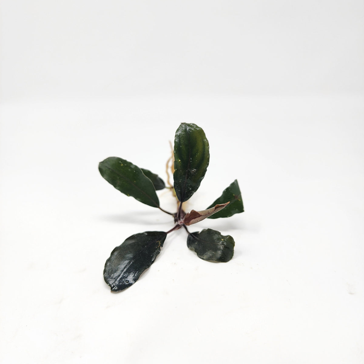 Bucephalandra Mix (Pack of 3)