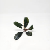 Bucephalandra Mix (Pack of 3)