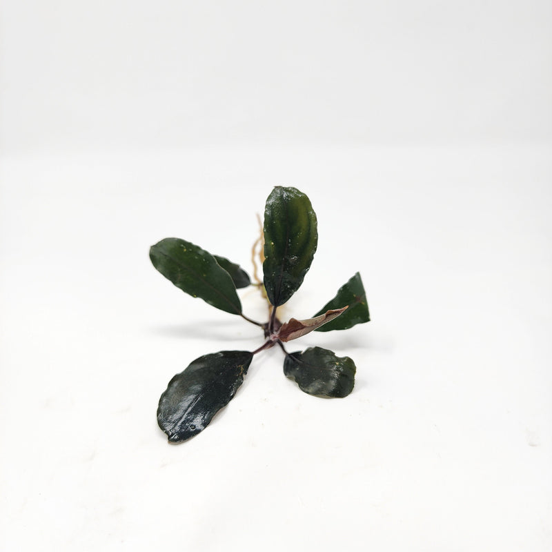 Bucephalandra Mix (Pack of 3)