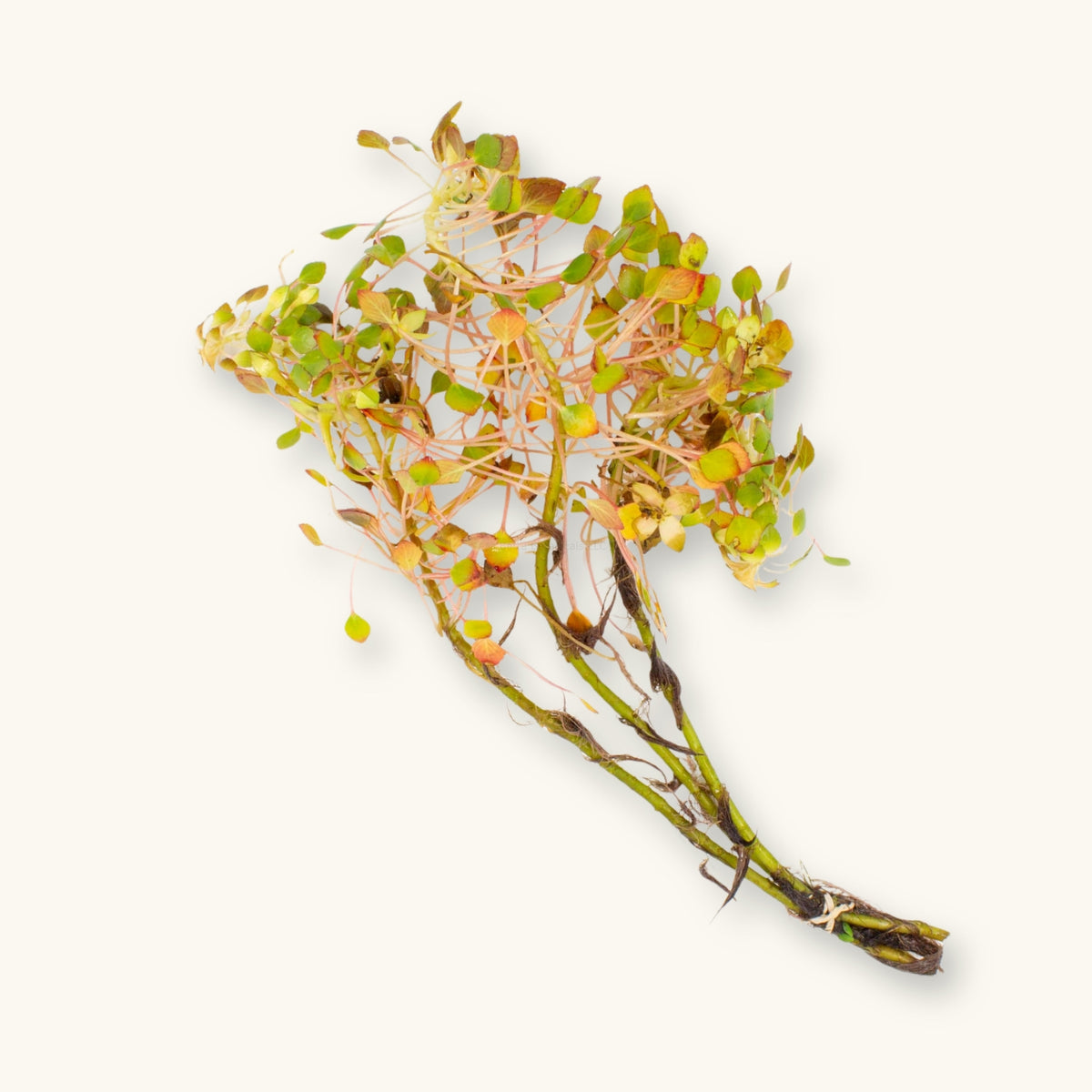 Mosaic Plant | Ludwigia sedioides