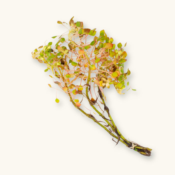 Mosaic Plant | Ludwigia sedioides