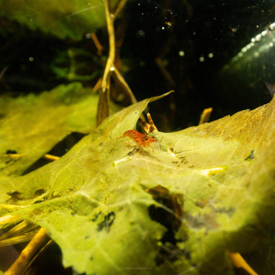 A red cherry freshwater shrimp snacking on a mulberry leaf in a botanical method aquarium at Betta Botanicals.