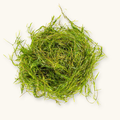 A Najas guadalupensis plant prepared for use in blackwater aquariums, photographed on a natural background at Betta Botanicals.