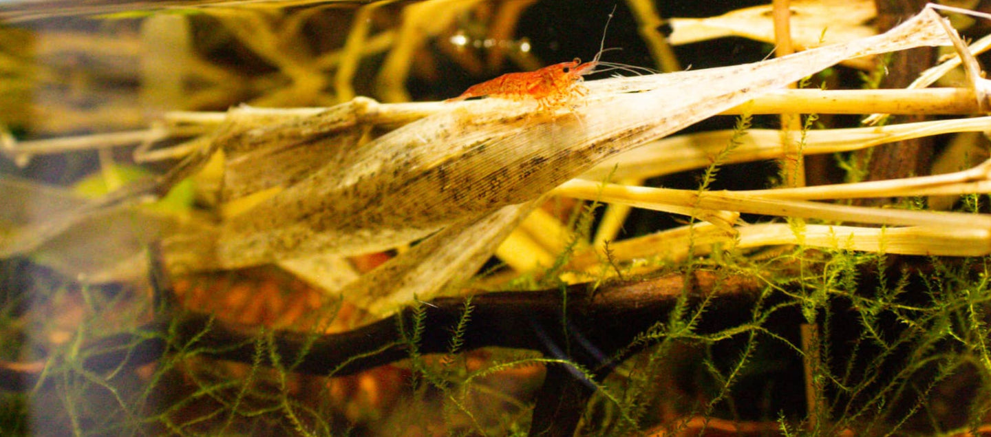 A red aquarium shrimp crawling on tan grass aquatic botanicals in a planted aquarium with green java moss at Betta Botanicals.