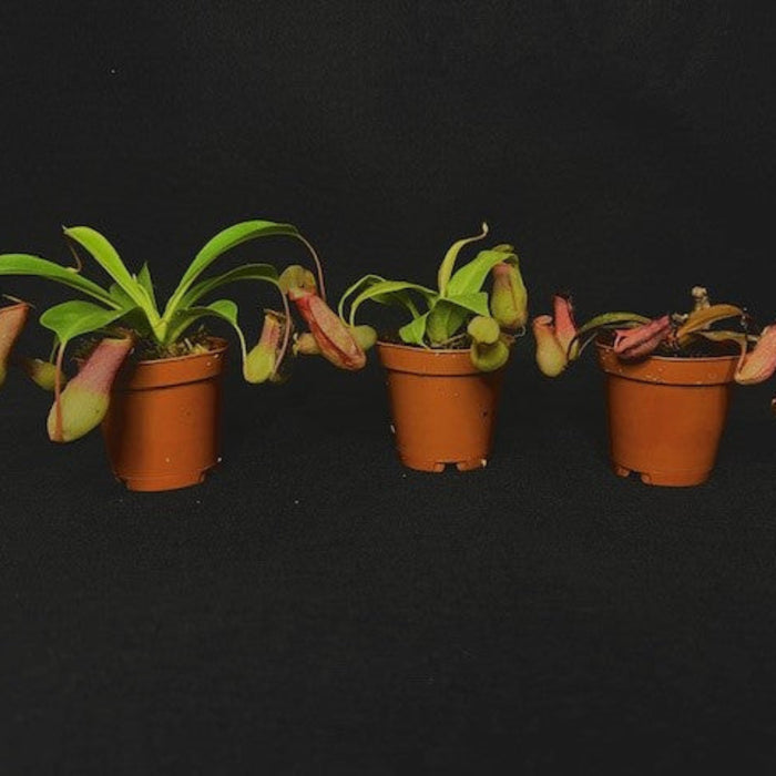 A group of three Nepenthes pitcher plants in red planters for paludariums or house plant collections at Betta Botanicals