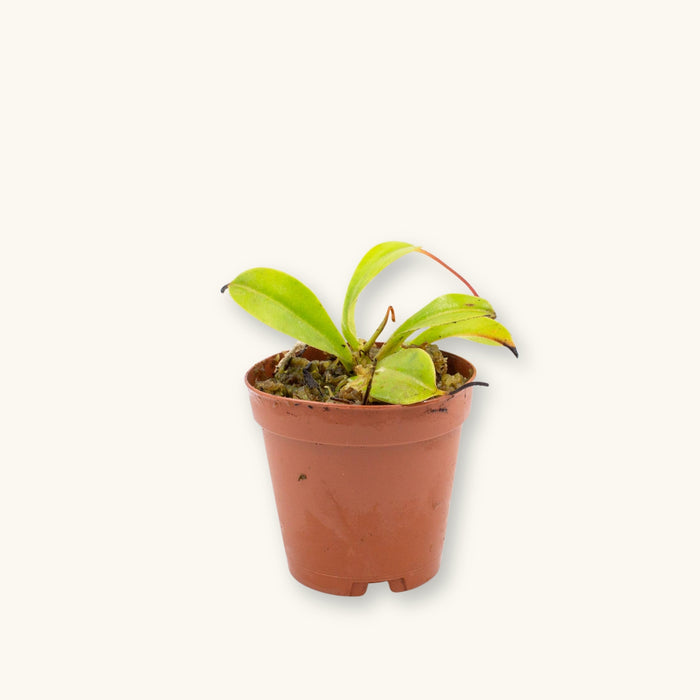 A Nepenthes carnivorous plant in a small pot, photographed on a natural background for blackwater and bog plant use at Betta Botanicals.