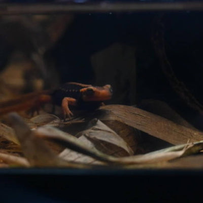 An orange and black newt craws through the bamboo leaf litter of a botanical vivarium at Betta Botanicals.