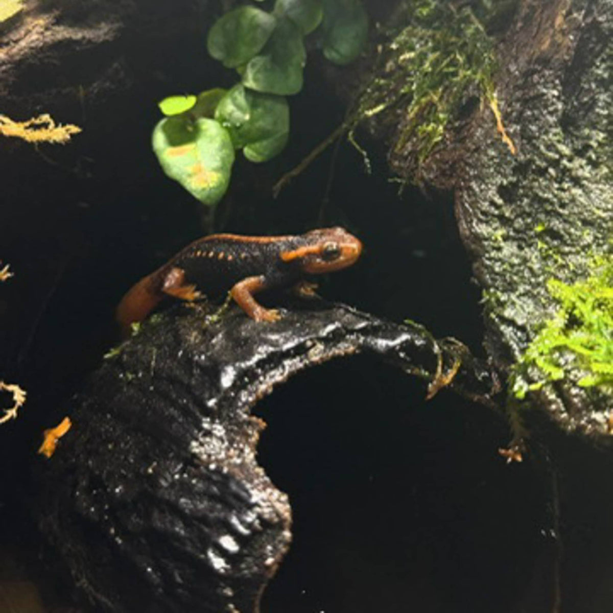 An orange and black newt sits on top a cacao pod in a bioactive enclosure at Betta Botanicals.