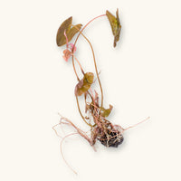 A Nymphaea stellata plant with roots and floating leaves prepared for use in blackwater aquariums, photographed against a natural background at Betta Botanicals.