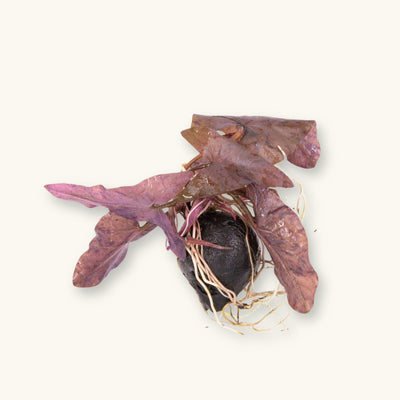 A Nymphaea zenkeri plant with its bulb and roots visible, photographed on a natural background for blackwater aquarium use at Betta Botanicals.