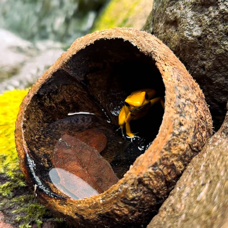 An Orange blackfoot terribilis sits in a Mayan Nut Pod at Betta Botanicals.