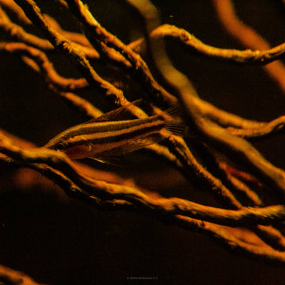 A parosphromenus linkeii foraging amongst the ceylon date palm tendrils of a blackwater aquarium at Betta Botanicals. 