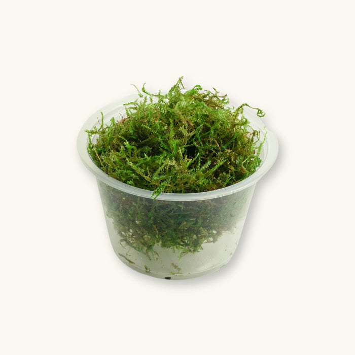 A Peacock Moss portion in a clear culture cup for low-tech blackwater aquariums, photographed against a natural background at Betta Botanicals.