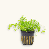 Pearlweed carpet (Hemianthus micranthemoides) in a black plastic pot, photographed on a natural background for blackwater aquariums at Betta Botanicals.