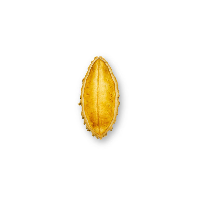 Spiny yellow seed pod with a deeply ridged edge and smooth interior, photographed on a white background for blackwater aquarium use at Betta Botanicals.