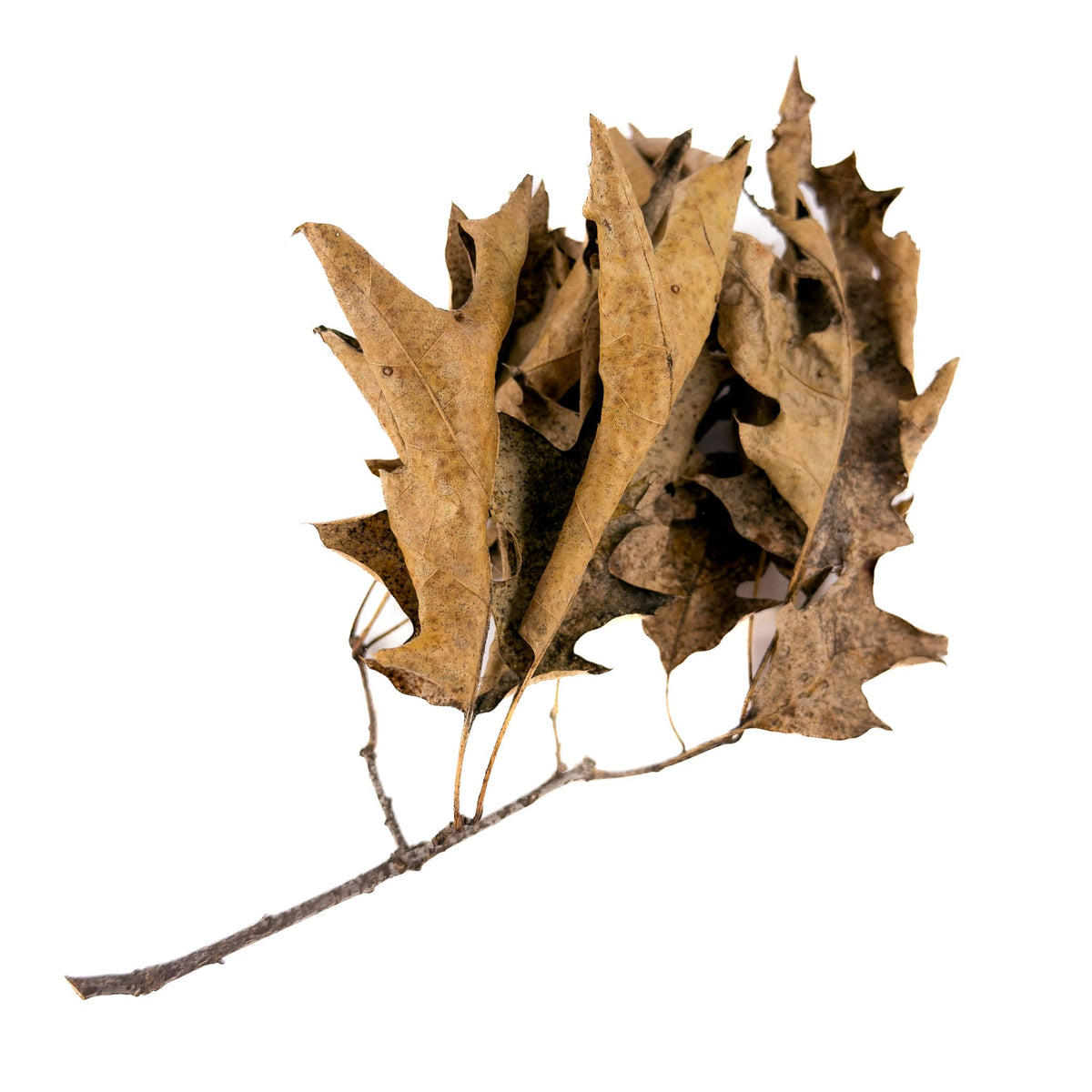 A cluster of dried Pin Oak leaves attached to a twig, perfect for use in botanical method aquariums and bioactive enclosures available at Betta Botanicals.