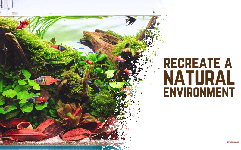 Nature aquarium store online