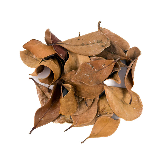 A pile of dried brown Pygmy Guava leaves, perfect for creating natural tannins in botanical method aquariums and bioactive enclosures from Betta Botanicals.