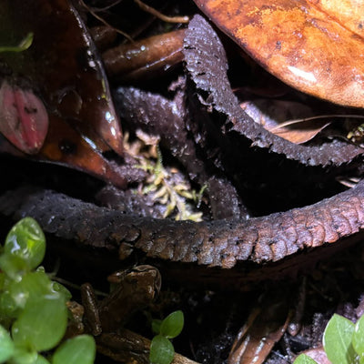A rams head seed pod in a bioactive botanical vivarium for tree frogs at Betta Botanicals.