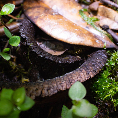 A ramshorn pod in a bioactive enclosure for frogs with moss and plants at Betta Botanicals.