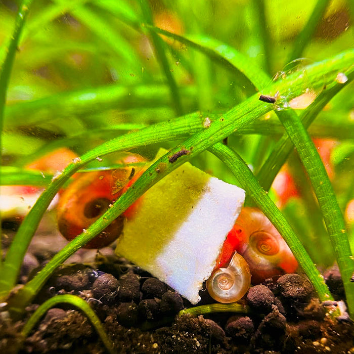 Red and tan rams horn snails in a planted aquarium eating katsaquatics calcium and protein shrimp food at Betta Botanicals.