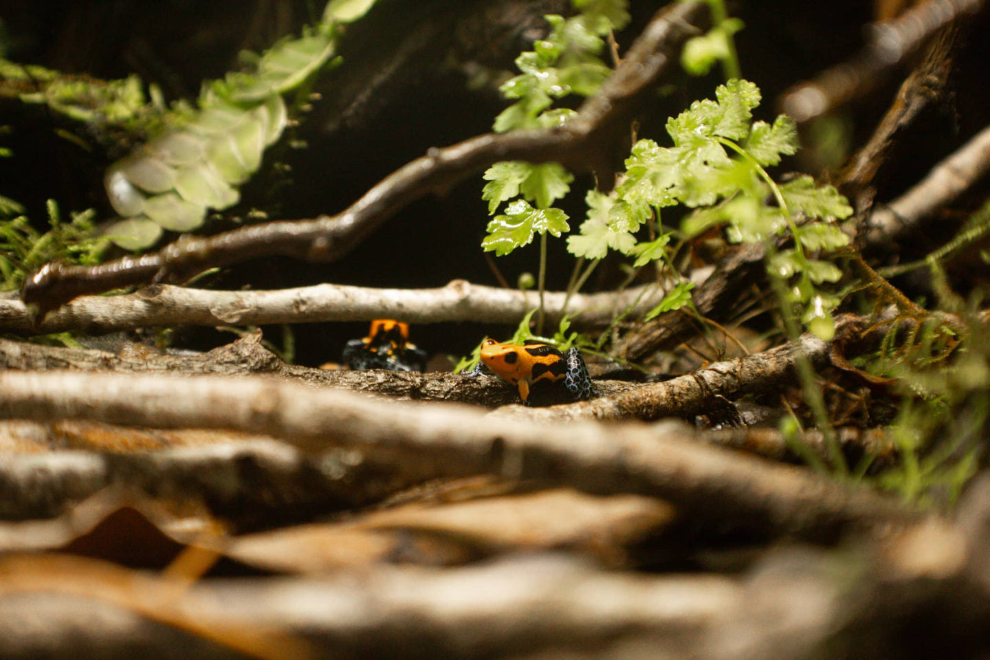 Two orange, black, and powder blue poison dart frogs resting on oak twigs in the leaf litter of a vivarium at Betta Botanicals.