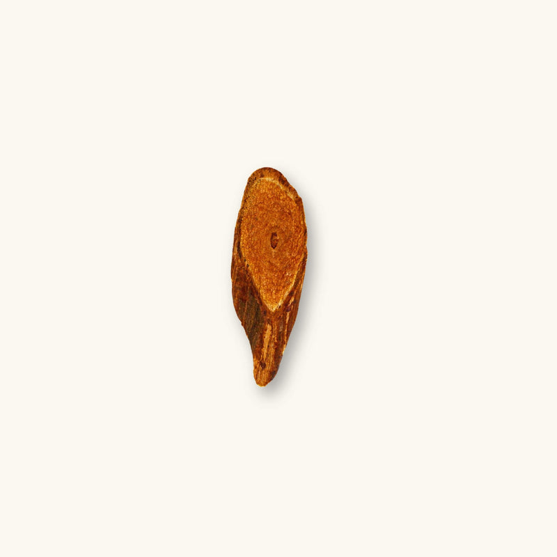 Single Red Bajakah Root slice showing fibrous texture for shrimp tanks and botanical method aquariums, photographed on a natural background at Betta Botanicals.